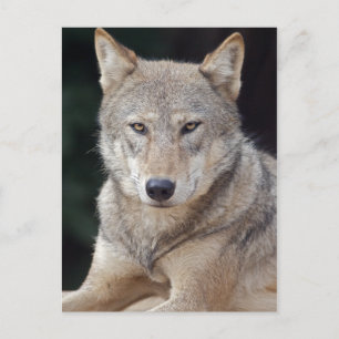 Tarjeta postal del lobo gris