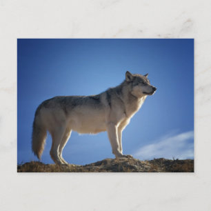 Tarjeta postal del lobo gris