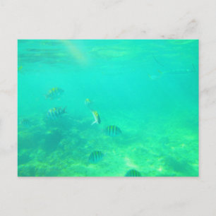 TARJETA POSTAL DEL MAR CARRIBEANO 14