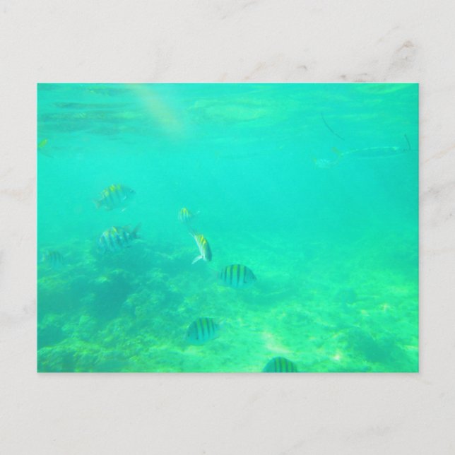 TARJETA POSTAL DEL MAR CARRIBEANO 14 (Anverso)