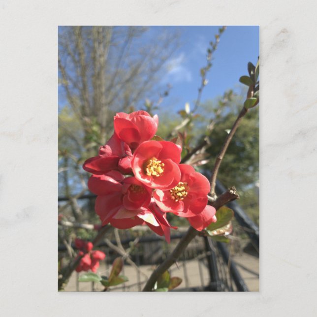 Tarjeta postal del membrillo japonés en el parque (Anverso)