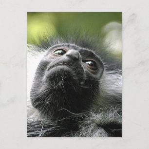 Tarjeta postal del mono del colobo de Ruanda