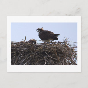 Tarjeta postal del nido de águila pescadora 