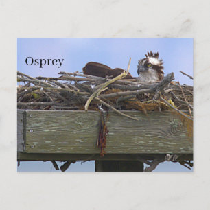 Tarjeta postal del nido de águila pescadora