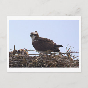 Tarjeta postal del nido de águila pescadora