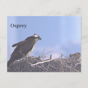 Tarjeta postal del nido de águila pescadora
