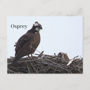 Tarjeta postal del nido de ave águila pescadora
