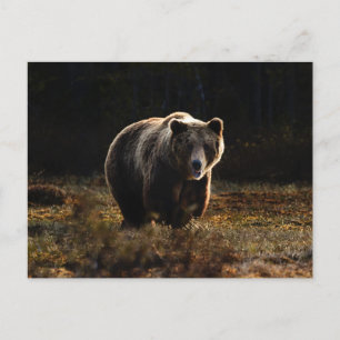 Tarjeta postal del oso