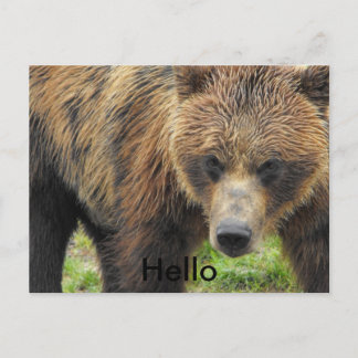 Tarjeta postal del oso de referencia