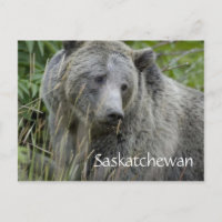 Tarjeta postal del oso grizzly de Saskatchewan