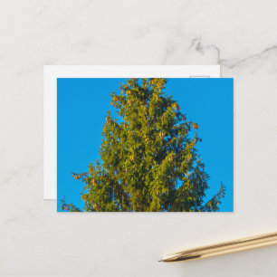 Tarjeta postal del paisaje del bosque de hoja pere