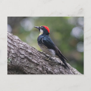 Tarjeta postal del pájaro carpintero de bellota