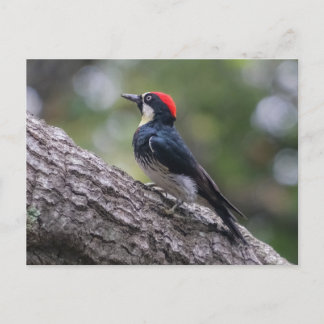 Tarjeta postal del pájaro carpintero de bellota |