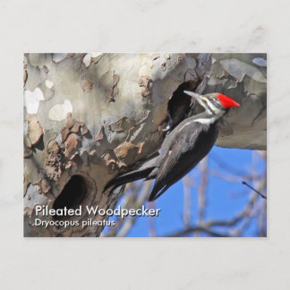 Tarjeta postal del pájaro carpintero pileado