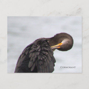 Tarjeta postal del pájaro cormorán