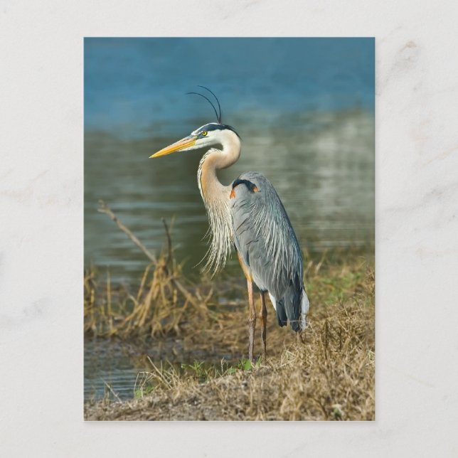 Tarjeta postal del pájaro garza azul grande (Anverso)