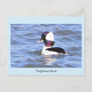 Tarjeta postal del pato bufflehead
