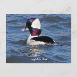Tarjeta postal del pato bufflehead
