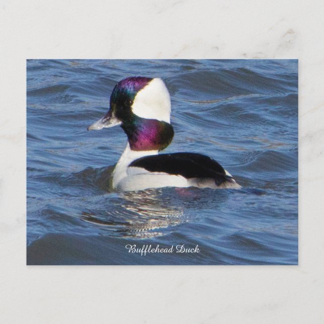 Tarjeta postal del pato bufflehead (Anverso)