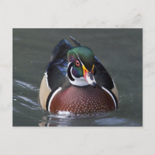 Tarjeta postal del pato joya americano