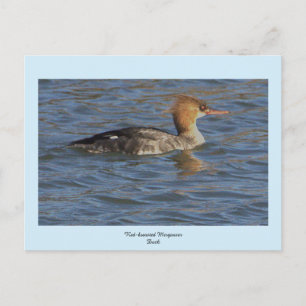 Tarjeta postal del pato merganser de pecho rojo