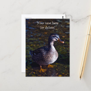 Tarjeta postal del pato real