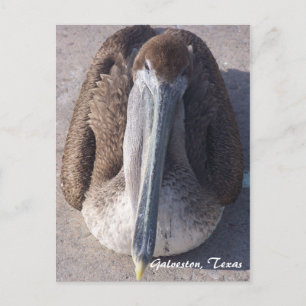 Tarjeta Postal del Pelícano Pardo Galveston Texas