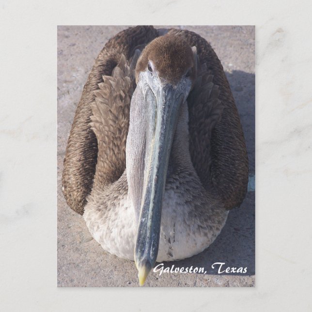 Tarjeta Postal del Pelícano Pardo Galveston Texas (Anverso)