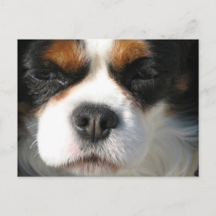 Tarjeta postal del perro Cavalier King Charles Spa