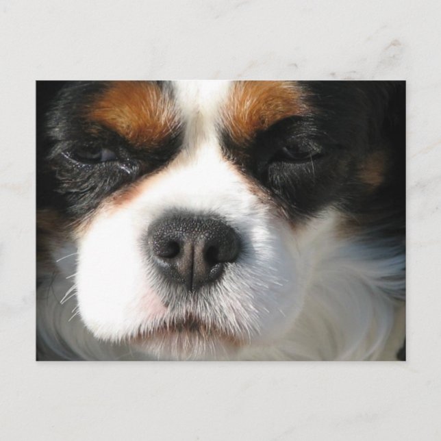 Tarjeta postal del perro Cavalier King Charles Spa (Anverso)