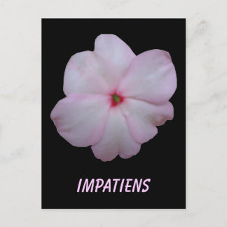 Tarjeta postal del Personalizable Impatiens