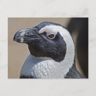 Tarjeta postal del pingüino africano