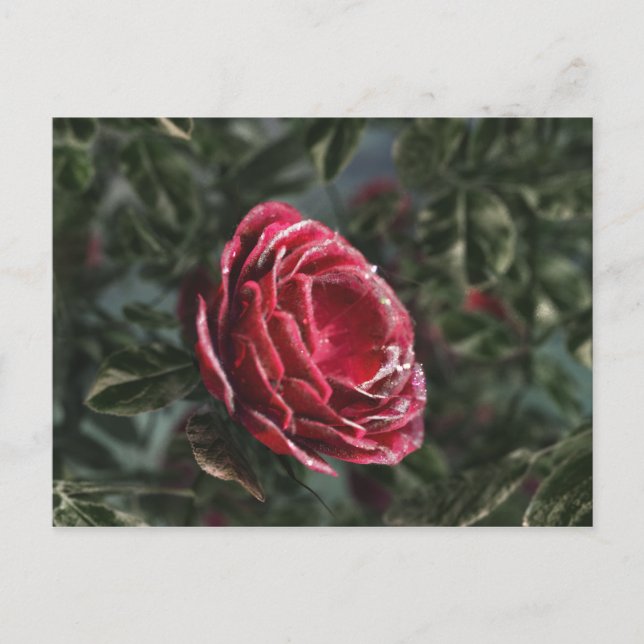 Tarjeta postal del regalo de despedida del inviern (Anverso)