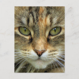 Tarjeta postal del retrato de gato atigrado
