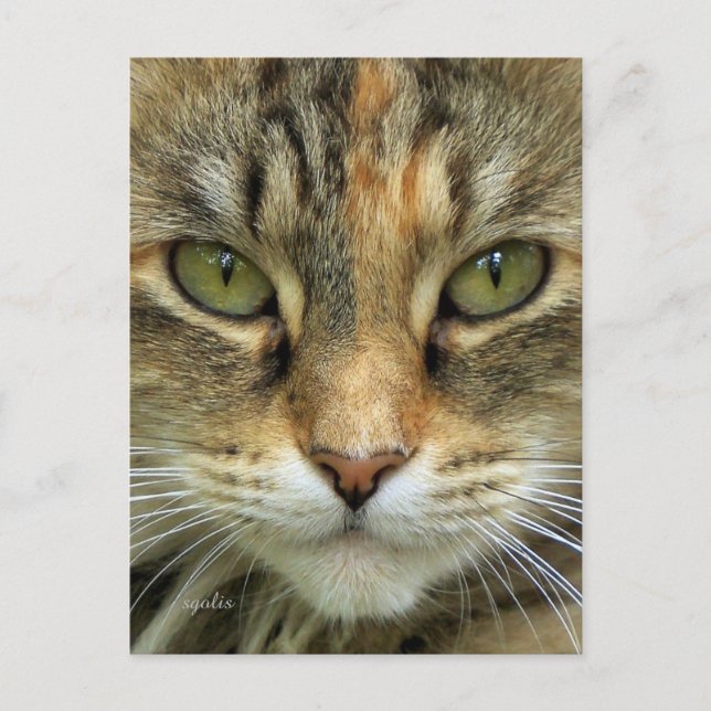 Tarjeta postal del retrato de gato atigrado (Anverso)
