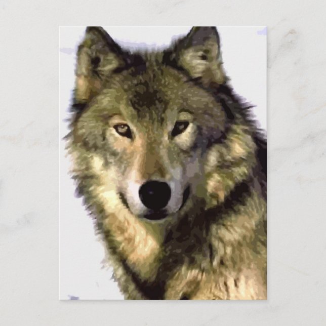 Tarjeta postal del retrato de lobo (Anverso)