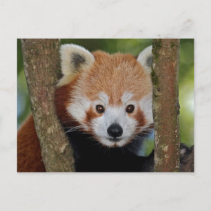 Tarjeta postal del retrato de Panda