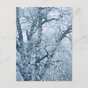 Tarjeta postal del roble nevado