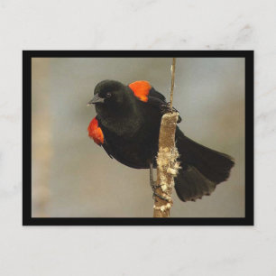 Tarjeta postal del Sargento alirrojo