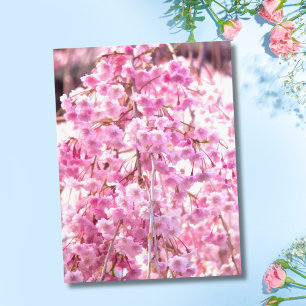 Tarjeta postal del sauce llorón rosa