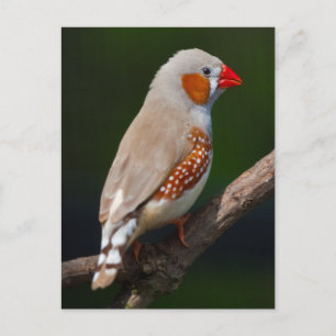 Tarjeta postal del Sr. Finch