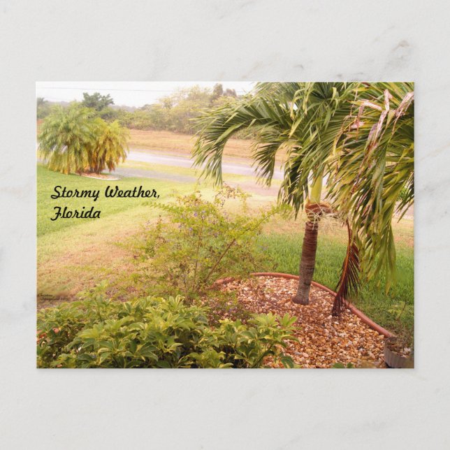 Tarjeta postal del tiempo tormentoso florida (Anverso)
