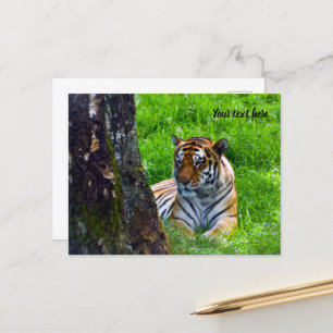 Tarjeta postal del tigre de Amur