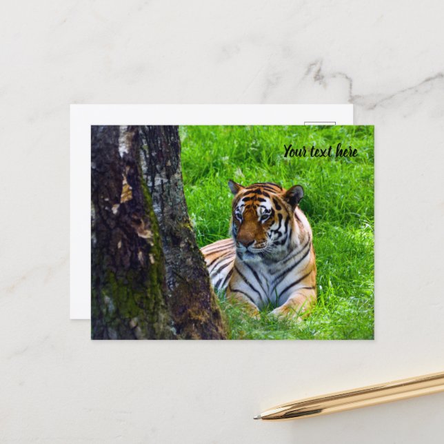 Tarjeta postal del tigre de Amur (Anverso/Reverso In Situ)