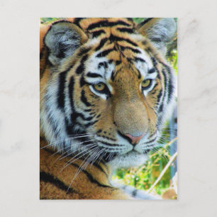 Tarjeta postal del tigre siberiano, tigre de Amur