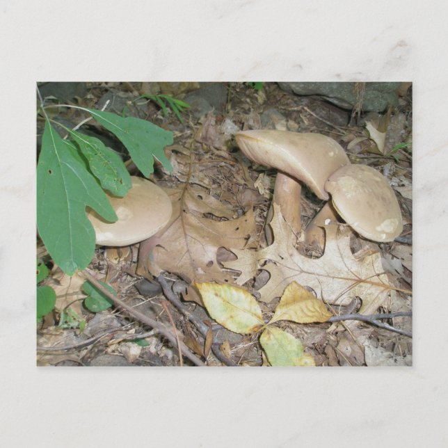 Tarjeta postal del trío de hongos de gamuza (Anverso)