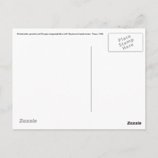 Tarjeta postal Dimetrodon