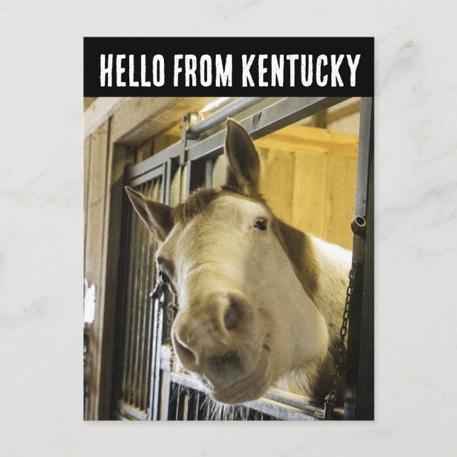 TARJETA POSTAL DIVERTIDA DE CABALLO DE KENTUCCKY S (Anverso)