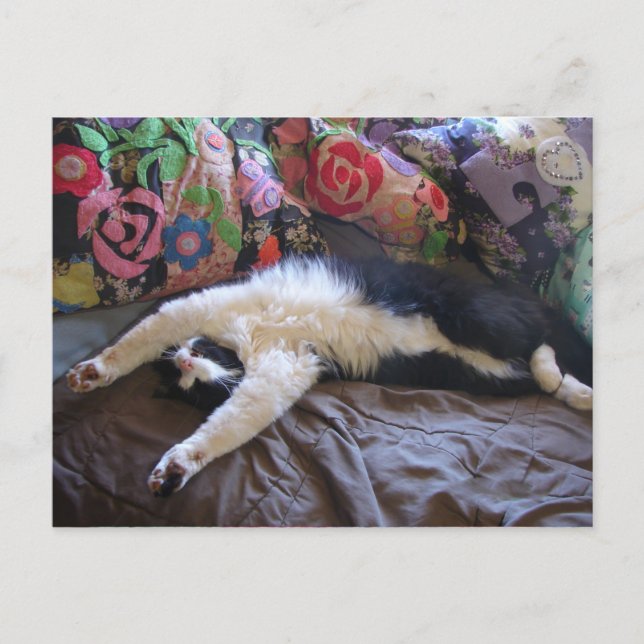 Tarjeta postal divertida de gato esmoquin haciendo (Anverso)