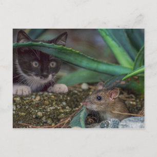 Tarjeta postal divertida de gato y ratón